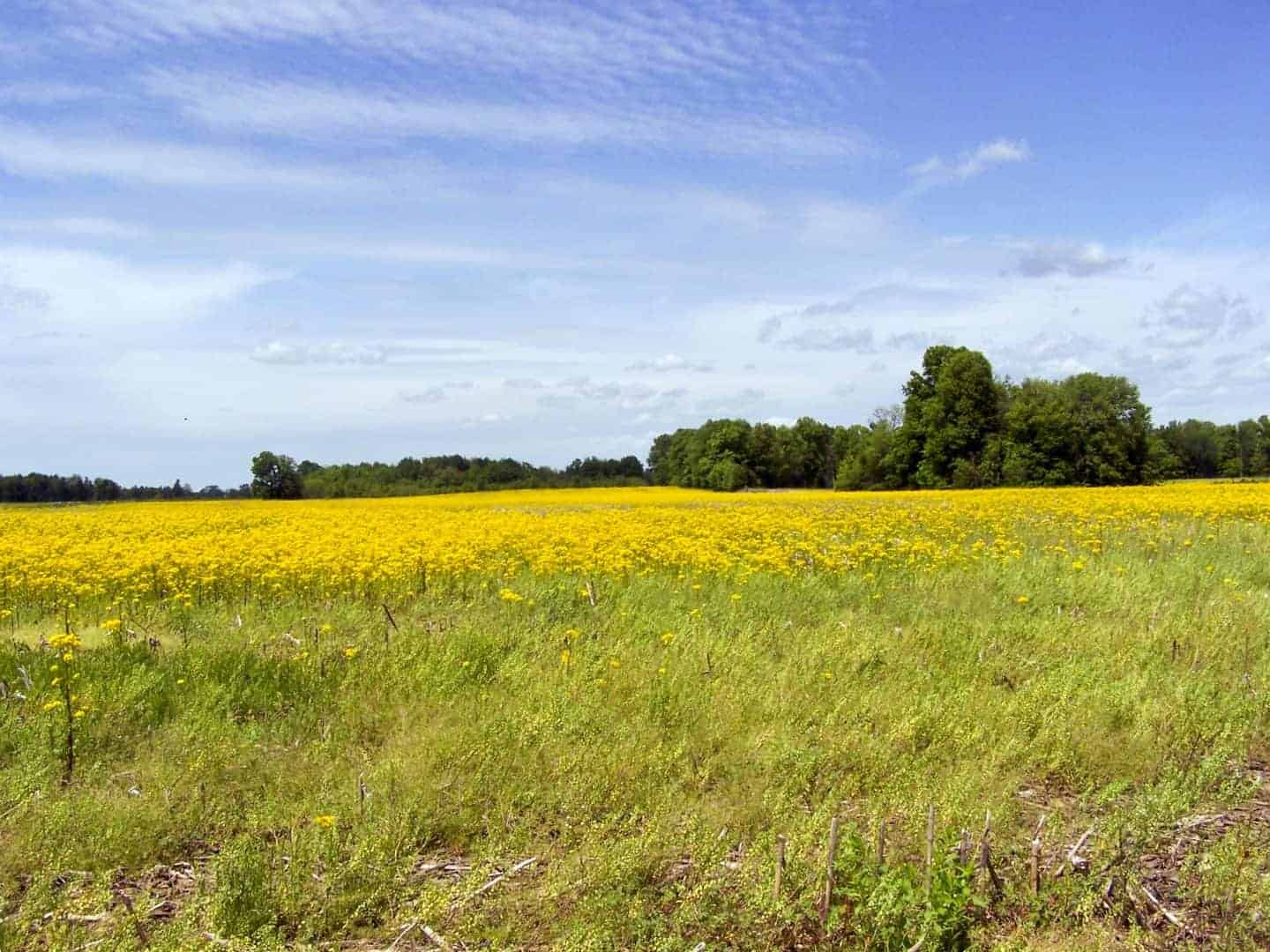 A wide, open field of golden mustard