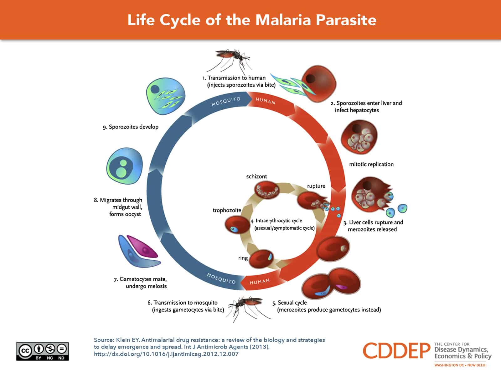 malária plazmodium trophozoitja)