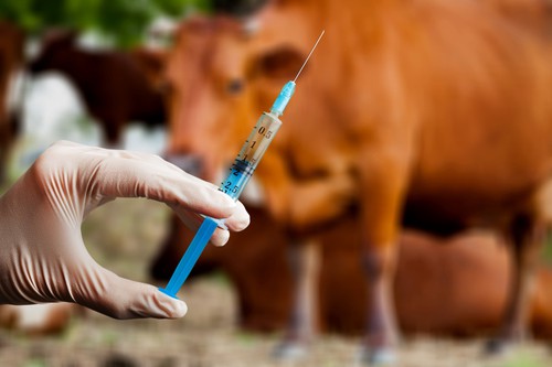 Researchers are developing controversial self-spreading vaccines for wildlife; One-third of unvaccinated hospitalized patients with COVID-19 still express vaccine hesitancy.