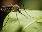 Health and climate change; Severe recurrent malaria factors